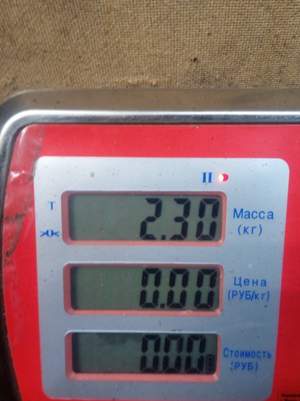 Решетка радиатора Fiat Scudo 2 (270) купить в Беларуси
